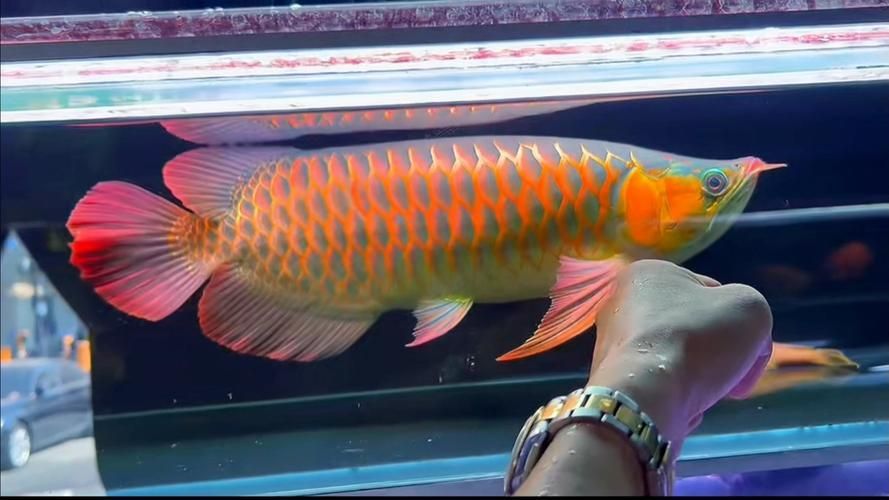 戰(zhàn)車紅龍魚，戰(zhàn)車紅龍魚的特點(diǎn)