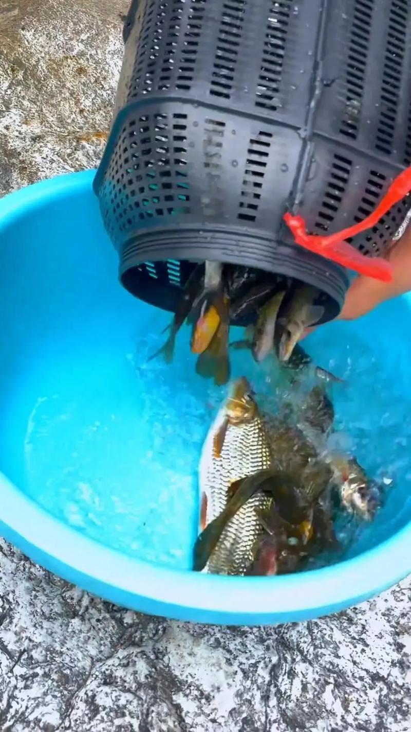 給我推薦幾款適合西安地區的魚籠，如何選擇適合西安地區的魚籠