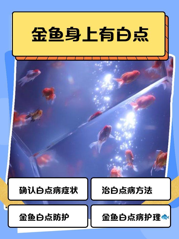 蝶尾金魚白點病如何快速治療，蝶尾金魚白點病如何快速治療蝶尾金魚白點病