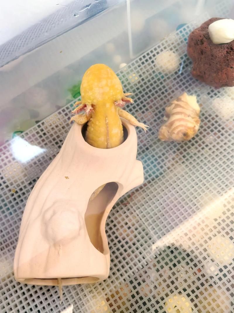 能否提供更多關于六角恐龍魚與主人互動的圖片，六角恐龍魚與主人互動的圖片六角恐龍魚互動視頻推薦