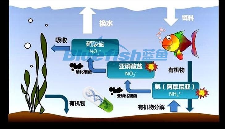 如何減少魚缸水中的細菌數量？，如何減少魚缸水中的細菌