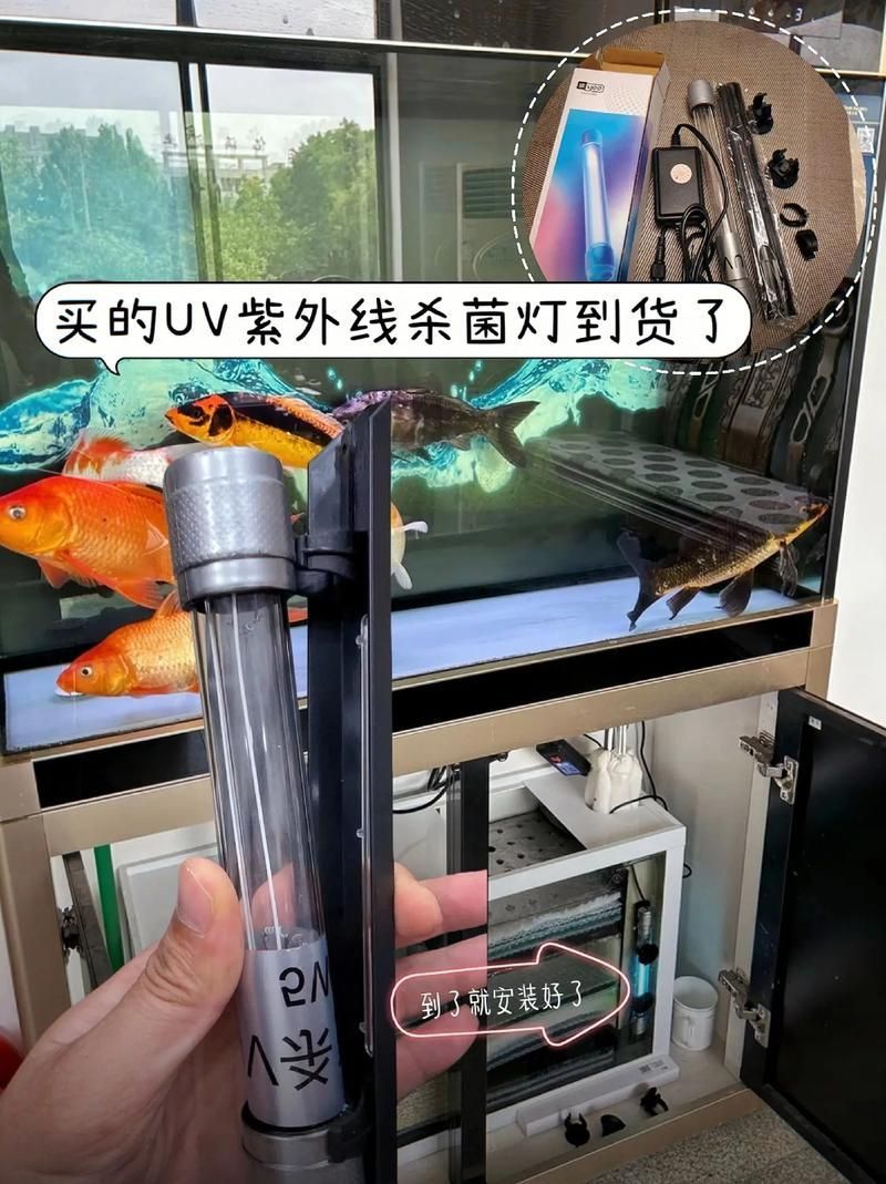 如何減少魚缸水中的細菌數量？，如何減少魚缸水中的細菌
