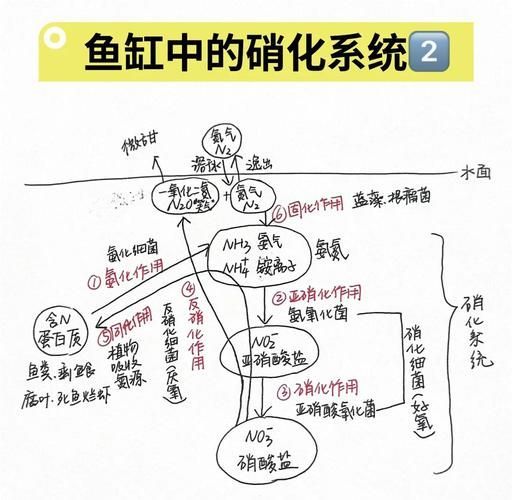 如何減少魚缸水中的細菌數量？，如何減少魚缸水中的細菌