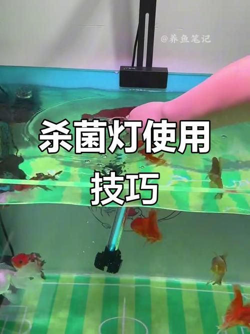如何減少魚缸水中的細菌數量？，如何減少魚缸水中的細菌