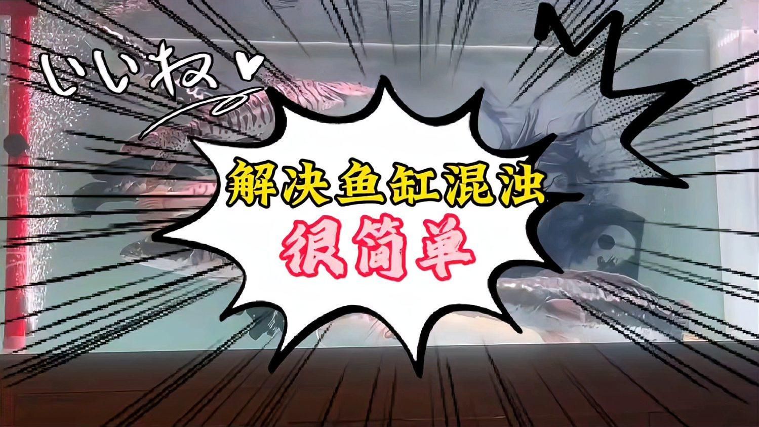 如何改善魚缸水質？，如何改善魚缸水質
