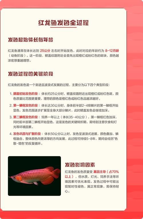 紅龍魚發色階段詳細圖解，紅龍魚發色階段的詳細圖解
