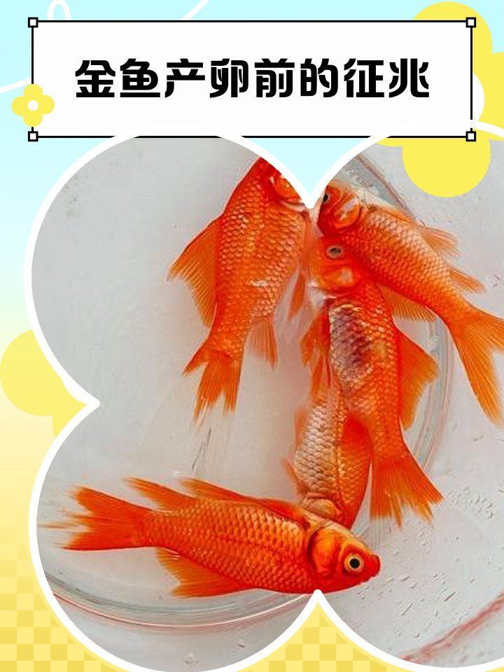 如何判斷小金魚是否即將產卵