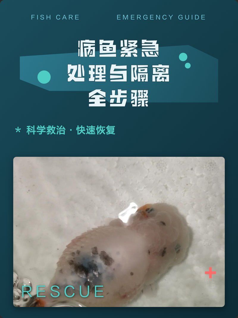 隔離病魚時需要注意什么，水產養殖中如何隔離病魚