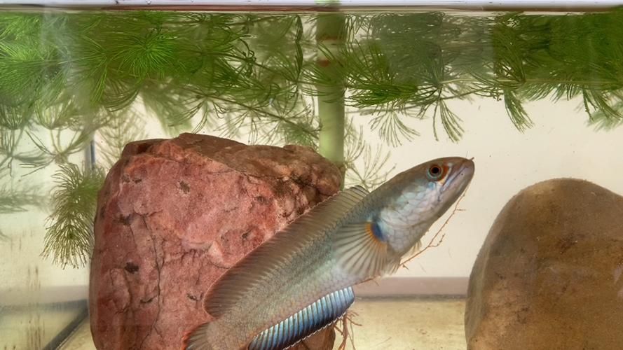 給我推薦一些適合9-10cm紅龍魚苗的飼料