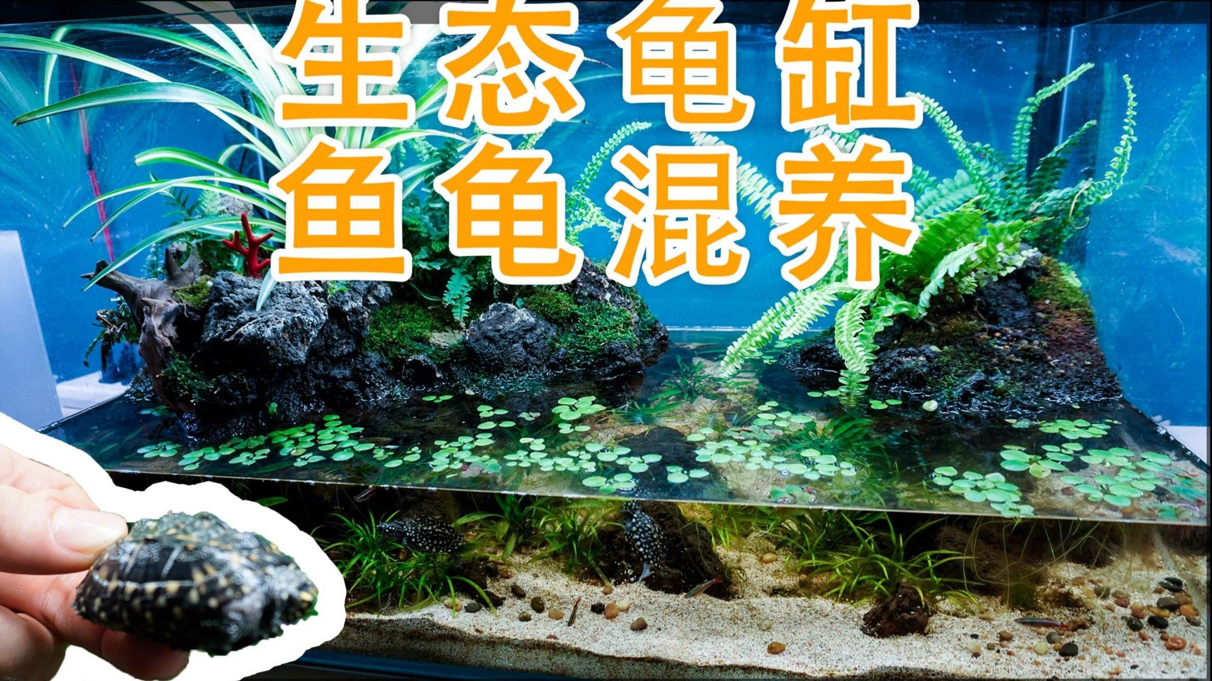 龜魚共養需要哪些設備，龜魚共養是一種將烏龜和魚類共同飼養的生態養殖方式