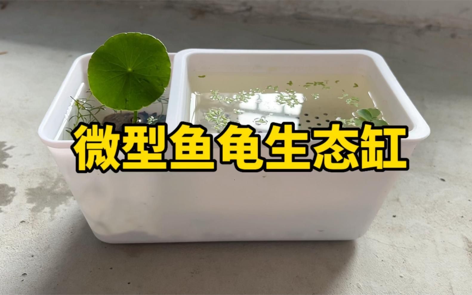 龜魚共養需要哪些設備，龜魚共養是一種將烏龜和魚類共同飼養的生態養殖方式