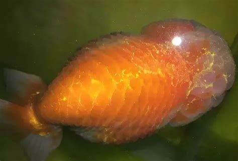 金魚豎鱗病會自愈嗎，金魚豎鱗病會自愈嗎，