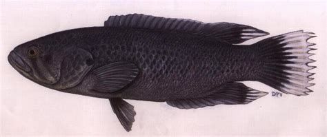 黑鱗龍魚(yú)最怕三個(gè)東西，黑鱗龍魚(yú)最怕三個(gè)東西,