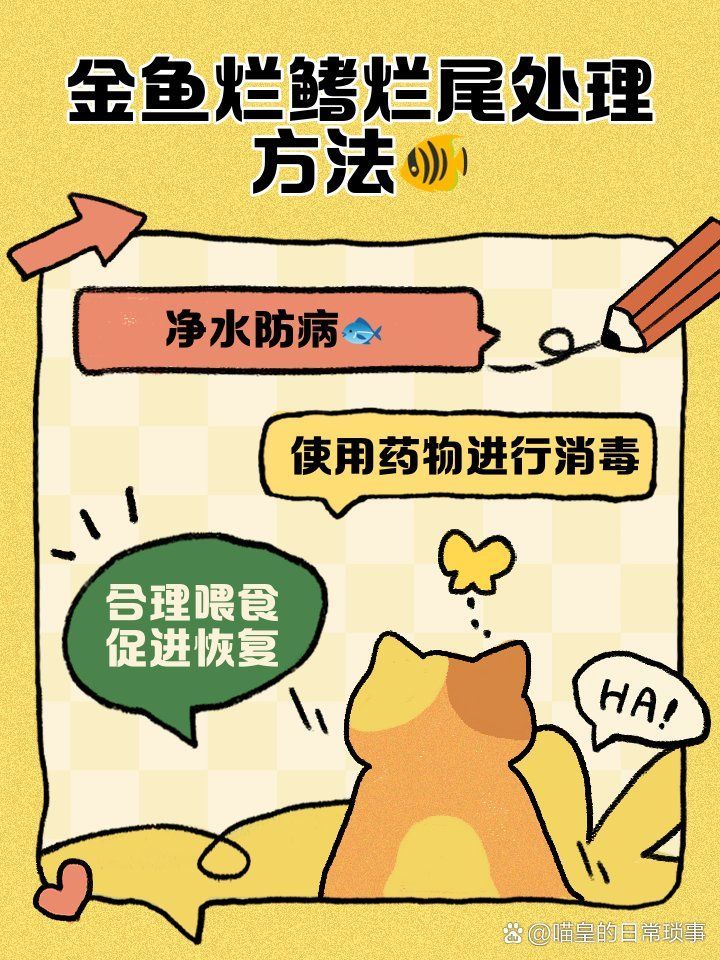 金魚爛尾治療期間需要喂食嗎，金魚爛尾治療期間需要喂食嗎金魚爛尾多久開始喂食合適
