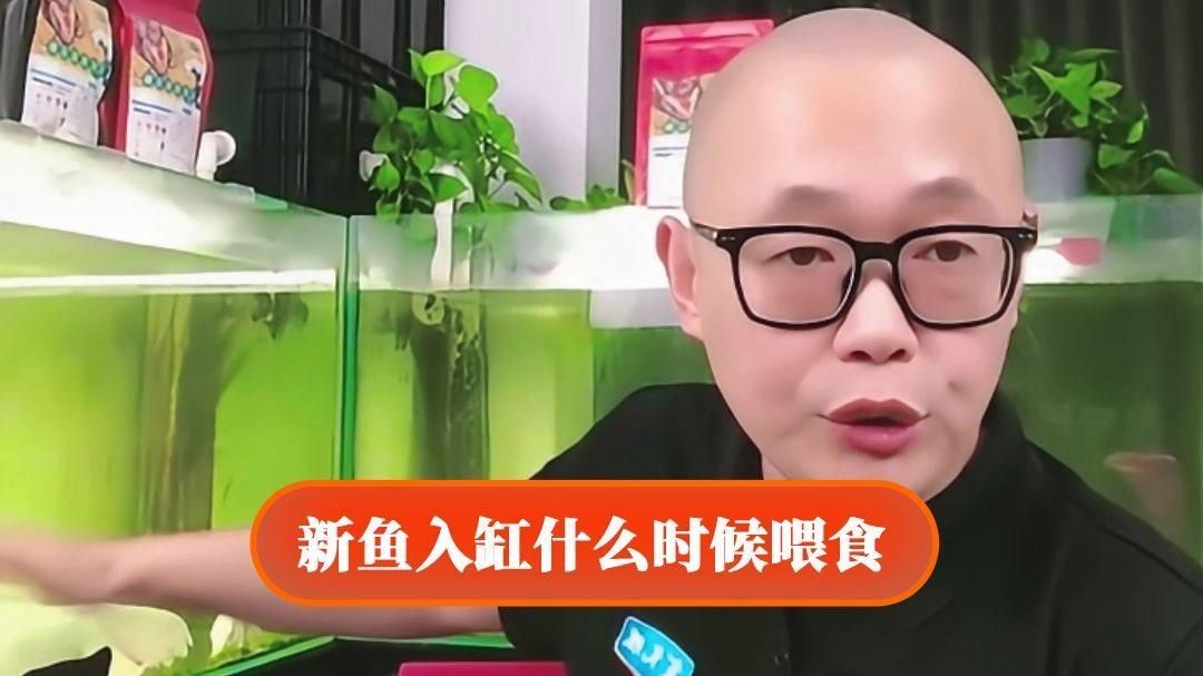 龍魚適應(yīng)新缸后多久可以喂食，龍魚適應(yīng)新缸后多久可以喂食新魚入缸后多久可以喂食