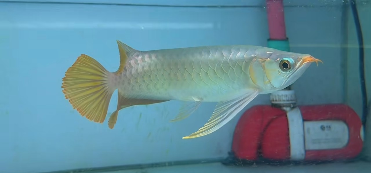 賽級白玉紅龍魚，這幾年紅龍大賽都是白玉血統，賽級白玉紅龍魚