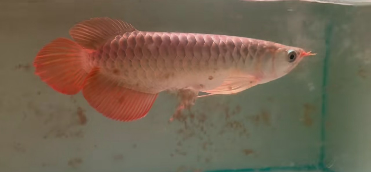 斯巴沃大湖紅龍魚，超大鰭尾，賽級品質，斯巴沃大湖紅龍魚