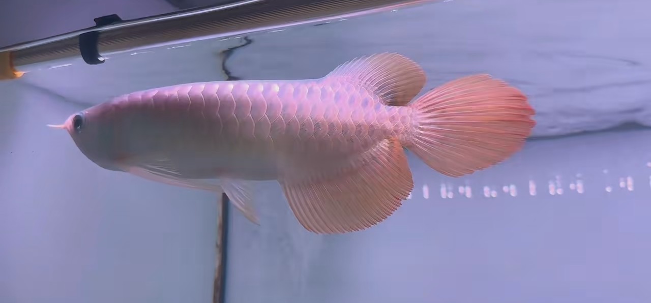 產地斯巴沃中部紅龍魚，產地斯巴沃中部紅龍魚產地斯巴沃中部紅龍魚