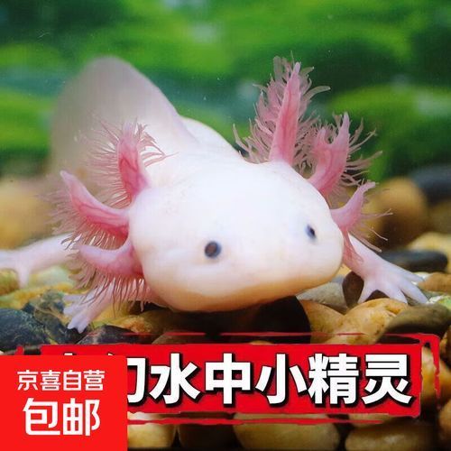 六角龍的價格是多少，《英雄聯盟》六角龍的價格是多少