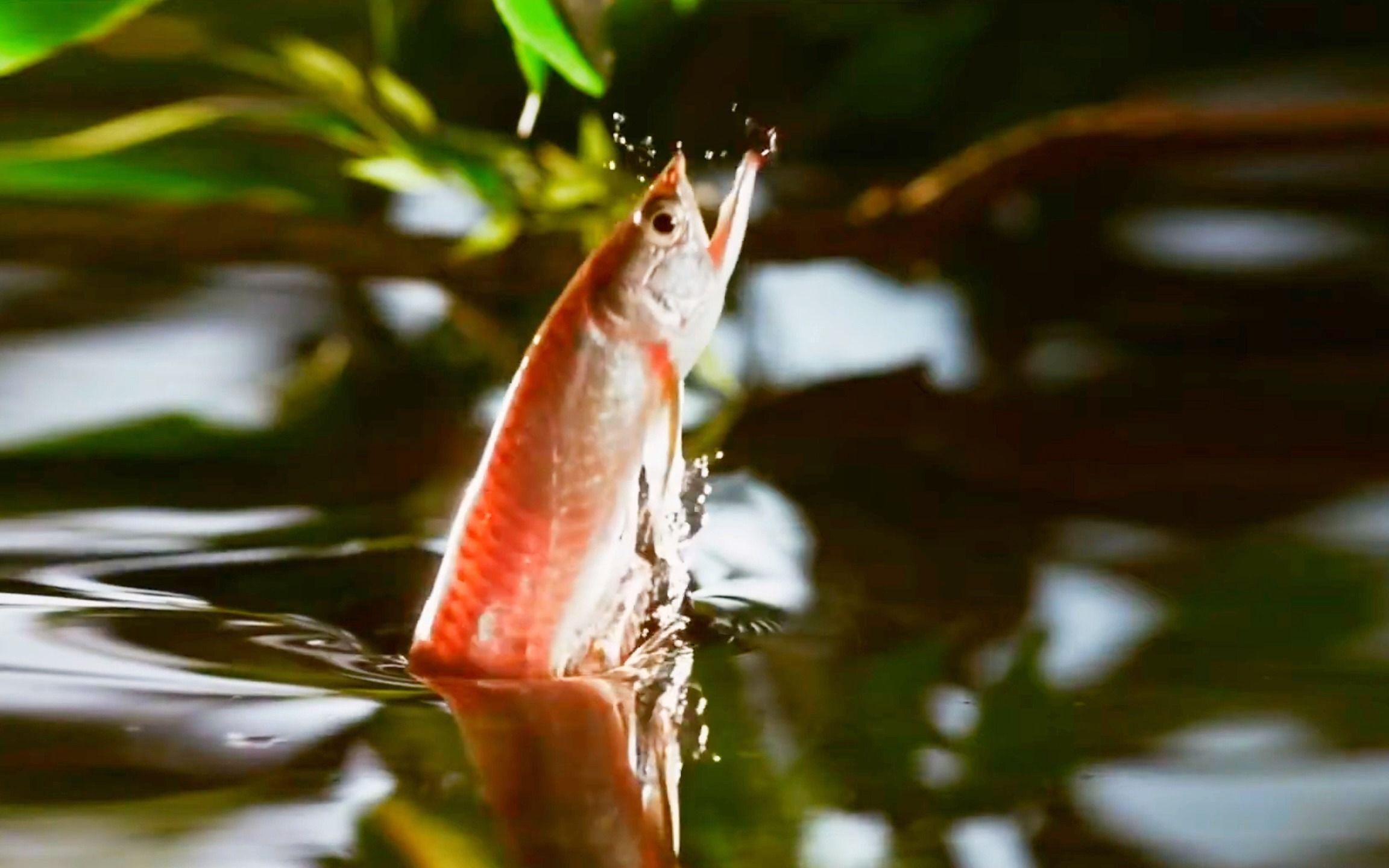 野生龍魚的繁殖行為是怎樣的？，野生龍魚的繁殖方式是怎樣的？