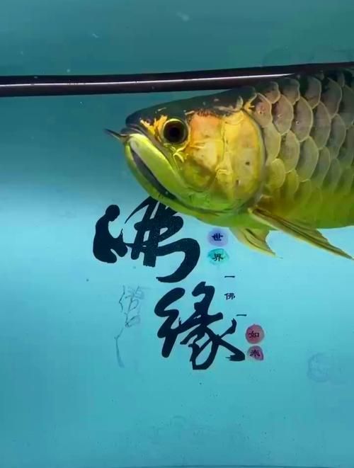 有哪些權威機構可以鑒定寧明龍魚，寧明龍魚的權威機構