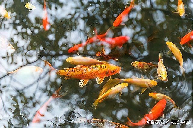 如何判斷薩伊綠恐龍魚(yú)是否健康，如何判斷薩伊綠恐龍魚(yú)健康