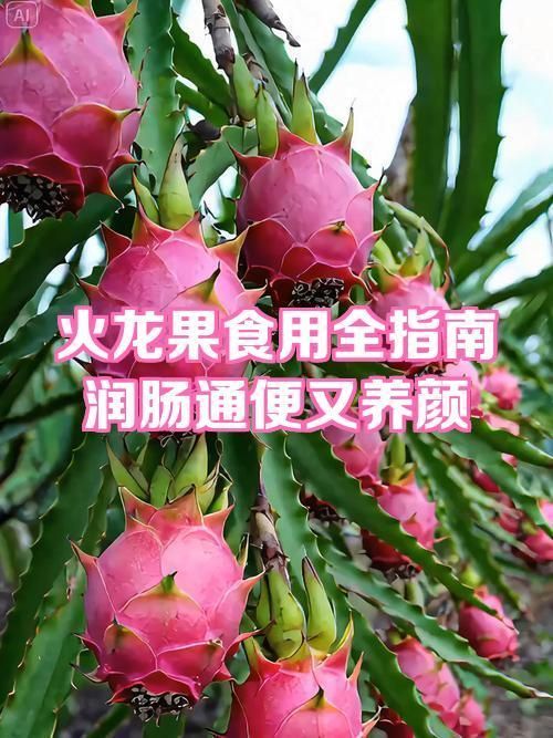 紅龍超血和辣椒哪個更營養，“紅龍超血”與“辣椒”的營養成分哪個更營養
