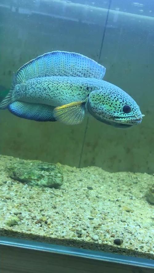 雷龍魚中哪個品種最稀有，巴卡雷龍的市場價格是多少？如何鑒別真假巴卡雷龍魚苗？