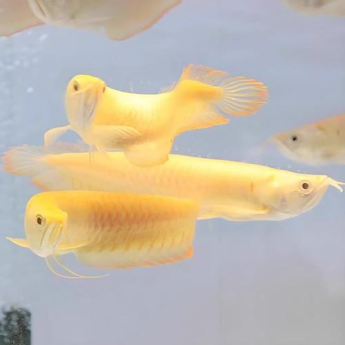 給我推薦幾款性價比高的小金頭過背金龍魚，尋找性價比高的小金頭過背金龍魚時