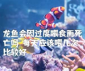哪種方法對龍魚厭食最有效？，如何解決龍魚厭食問題？