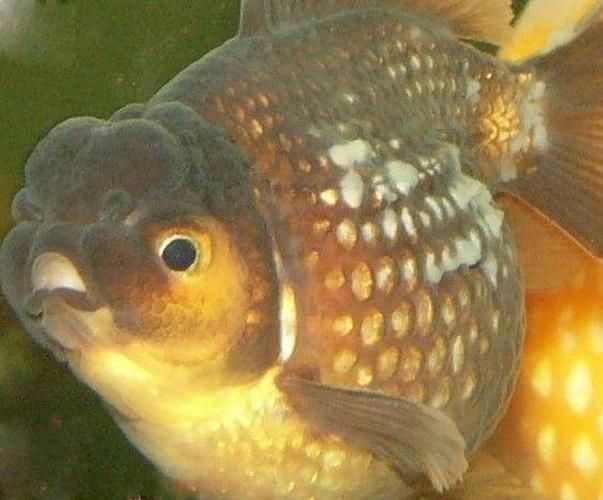 如何區(qū)分龍魚的三種疾病？，如何區(qū)分龍魚的三種主要疾病？