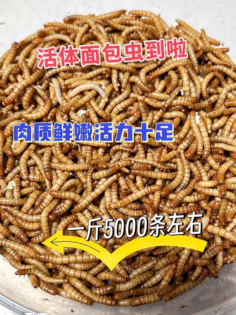 龍魚干面包蟲的最佳投喂量是多少？，龍魚干面包蟲最佳投喂干面包蟲最佳投喂量詳解
