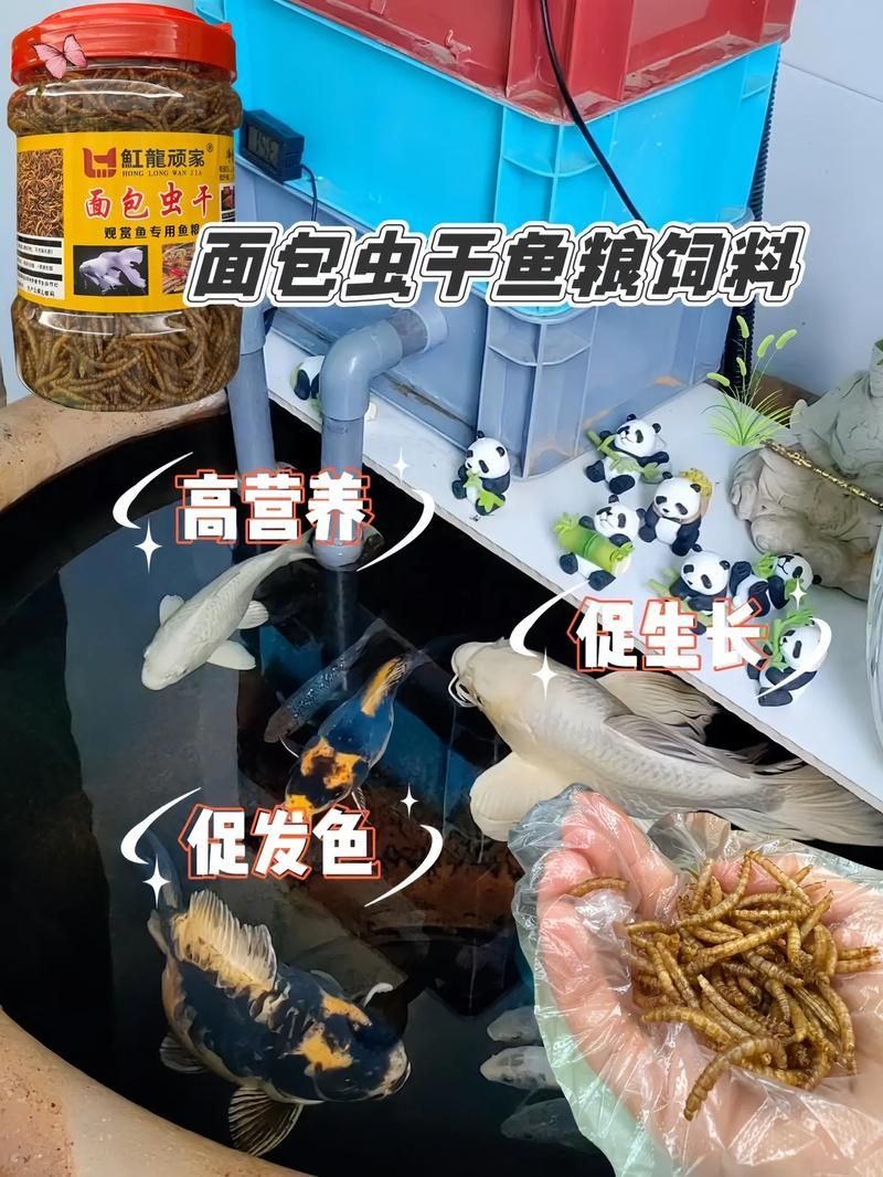 龍魚干面包蟲的最佳投喂量是多少？，龍魚干面包蟲最佳投喂干面包蟲最佳投喂量詳解