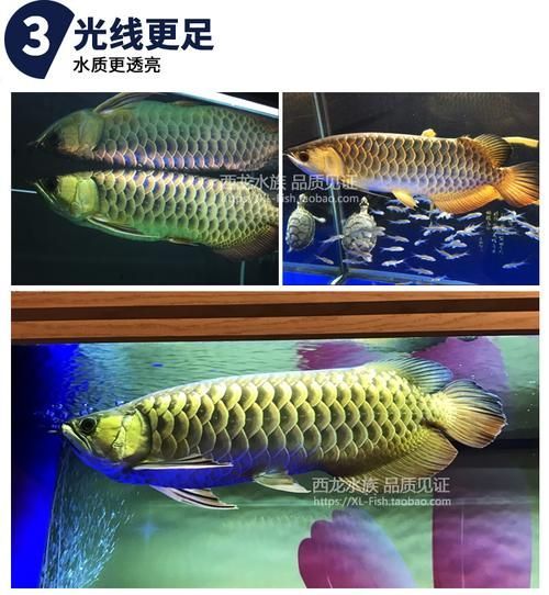 飛利浦龍魚燈有哪些型號？，飛利浦aqualuminaledaquariumlights飛利浦龍魚燈