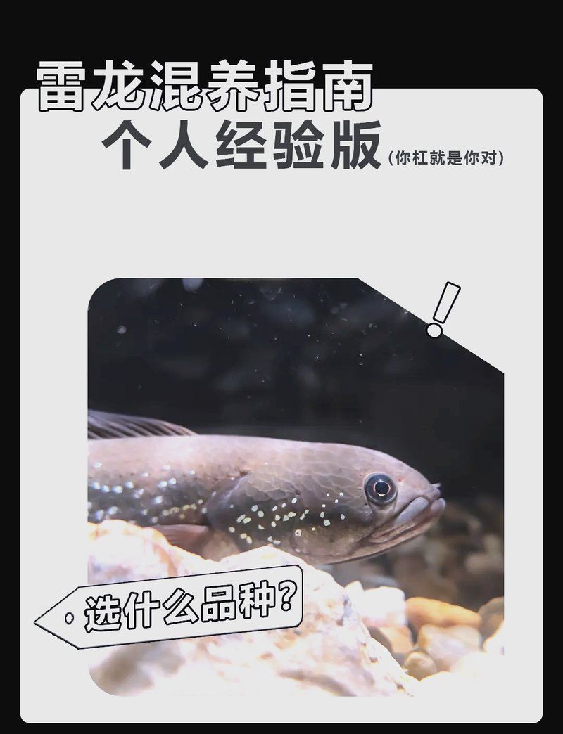 雷龍魚的最佳混養伙伴，如何判斷雷龍魚是否適合混養？
