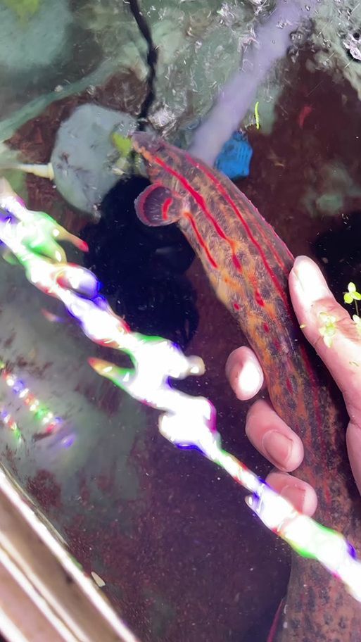 如何挑選適合的紅龍魚替代品，如何挑選適合的紅龍魚替代品種
