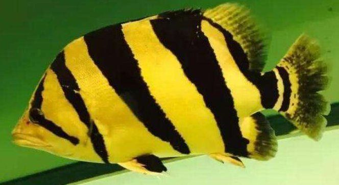 如何判斷泰國虎魚的品質