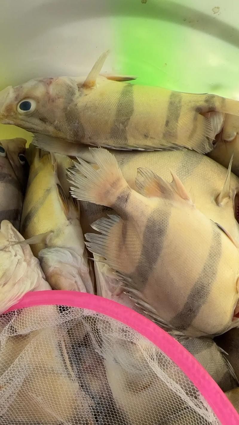 如何判斷泰國虎魚的品質