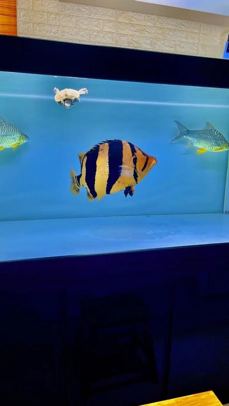 如何判斷泰國虎魚的品質