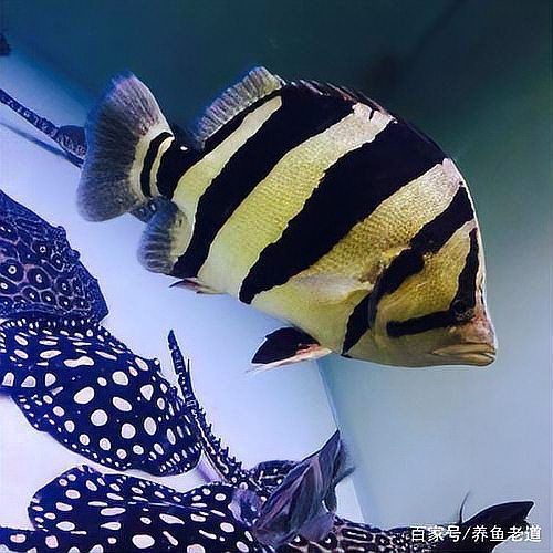 如何判斷泰國虎魚的品質