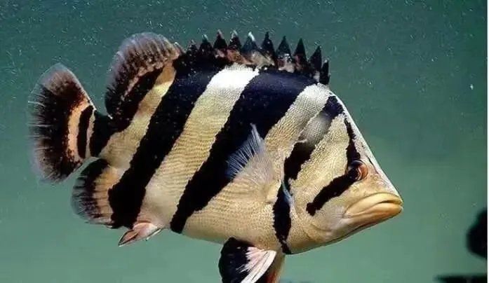 如何判斷泰國虎魚的品質