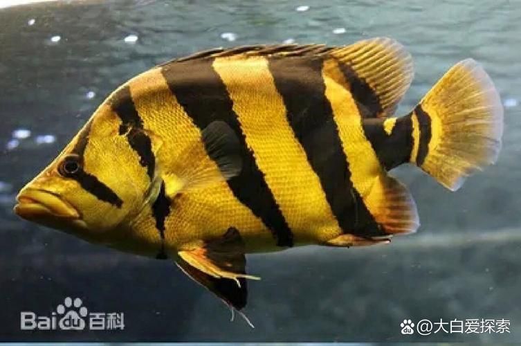 如何判斷泰國虎魚的品質