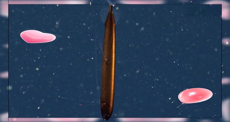 有哪些龍魚品種是稀有或特殊品種？，紅龍、金龍魚、銀龍魚、紅龍、金龍魚、紅龍、金龍、紫龍、紫龍