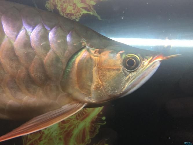 給我一些預防龍魚鰓蓋腐爛的圖片，如何預防龍魚鰓蓋腐爛