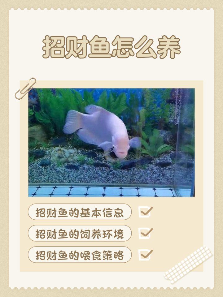 如何判斷招財魚和銀龍魚是否適應，如何判斷招財魚和銀龍魚是否適應，如何判斷招財魚和銀龍魚不適應