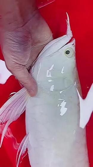 除了上述品種，還有哪些龍魚價格昂貴？，福隆龍魚和福隆龍魚有哪些品種，龍魚價格昂貴的龍魚