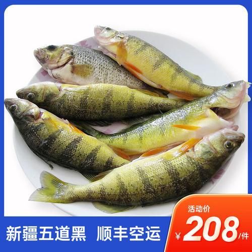 除了上述品種，還有哪些龍魚價格昂貴？，福隆龍魚和福隆龍魚有哪些品種，龍魚價格昂貴的龍魚