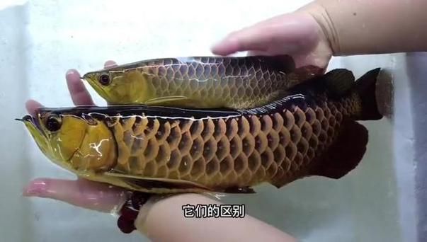 如何辨別龍魚的真假和品質，如何挑選優質龍魚
