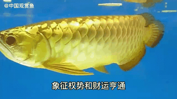 推薦一些高清的金龍魚動態壁紙，金龍魚動態壁紙推薦