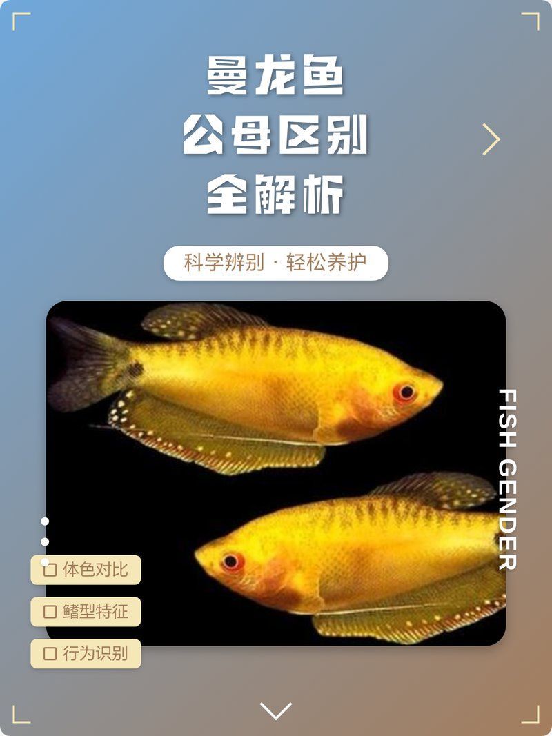 如何區(qū)分曼龍魚幼魚的公母